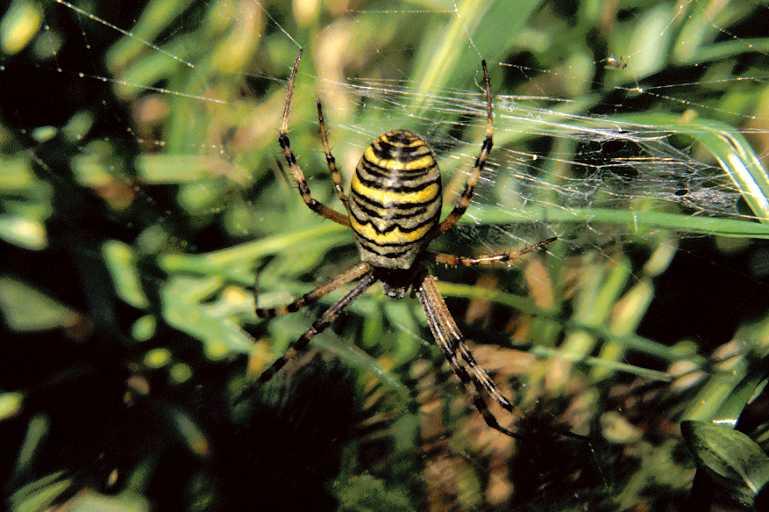 Argiope_bruennichi_P1106_Z_75_Les Gris_Frankrijk.jpg